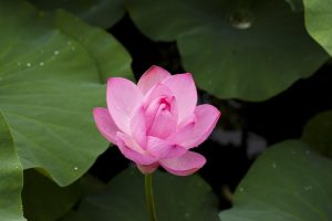 Original Lotus App Download: Step-by-Step Guide for India (2026)