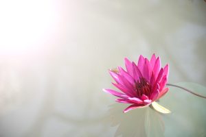 Is Lotus App Download: Step-by-Step Guide for India (2026)